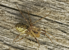 Pityohyphantes phrygianus