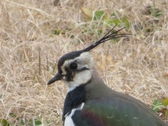 Vanellus vanellus