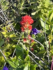 Castilleja mendocinensis