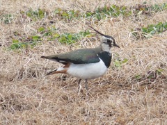 Vanellus vanellus
