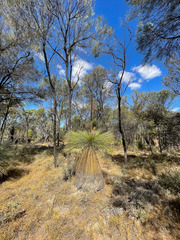 Xanthorrhoea drummondii