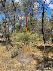 Xanthorrhoea drummondii