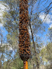 Xanthorrhoea drummondii