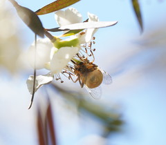 Eristalinus punctulatus
