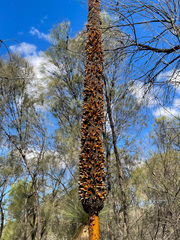 Xanthorrhoea drummondii