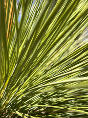 Xanthorrhoea drummondii