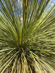 Xanthorrhoea drummondii