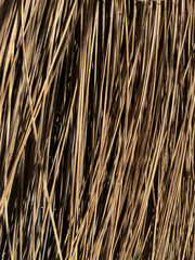 Xanthorrhoea drummondii