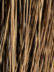 Xanthorrhoea drummondii