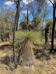 Xanthorrhoea drummondii