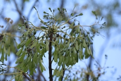 Gyrocarpus americanus