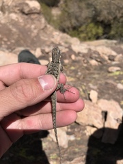 Urosaurus graciosus