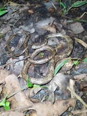 Thamnodynastes silvai