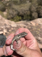 Urosaurus graciosus