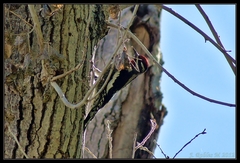 Sphyrapicus nuchalis