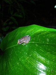 Pristimantis skydmainos