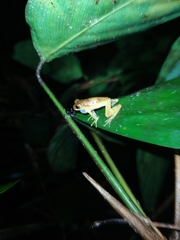Dendropsophus xapuriensis