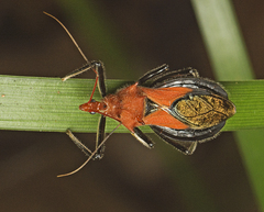 Gminatus wallengreni