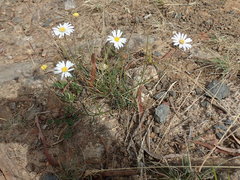 Brachyscome aculeata