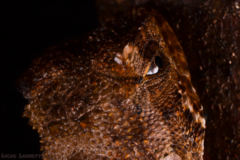 Uranoscodon superciliosus