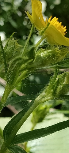 Ranunculus cortusifolius image