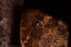 Uranoscodon superciliosus