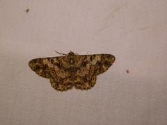 Racotis keralaria
