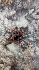 Pterois radiata