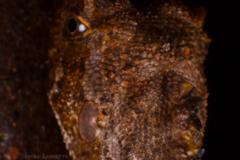 Uranoscodon superciliosus