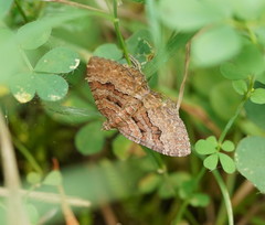 Chrysolarentia bichromata