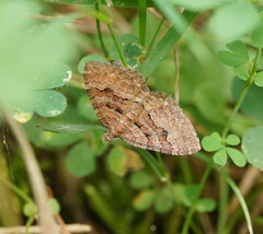 Chrysolarentia bichromata