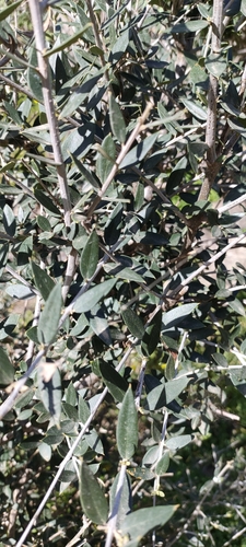 Olea image