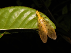 Racotis keralaria