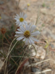 Brachyscome aculeata