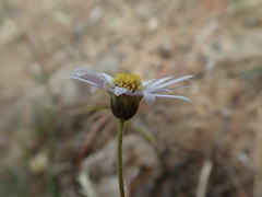 Brachyscome aculeata