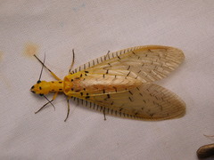 Nevromus austroindicus