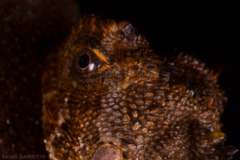 Uranoscodon superciliosus