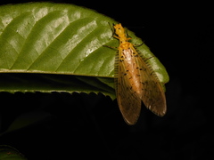 Nevromus austroindicus