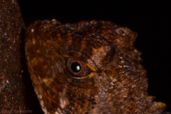 Uranoscodon superciliosus