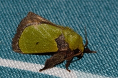 Latoia vivida