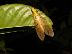 Nevromus austroindicus