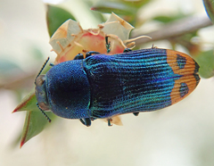 Castiarina ocelligera