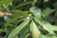 Glochidion hohenackeri