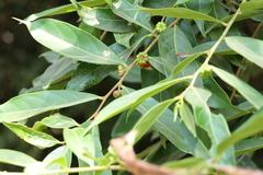 Glochidion hohenackeri