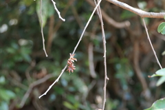 Glochidion hohenackeri