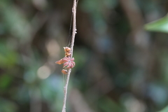 Glochidion hohenackeri