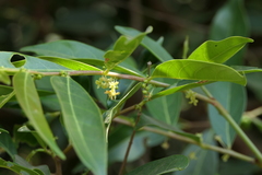 Glochidion hohenackeri