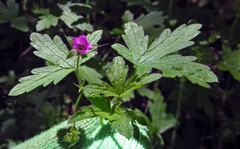 Geranium divaricatum