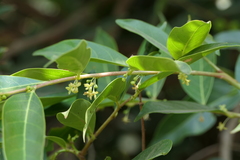 Glochidion hohenackeri