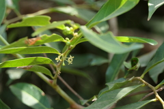 Glochidion hohenackeri